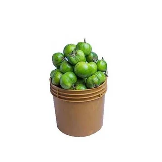Garden Egg - Green