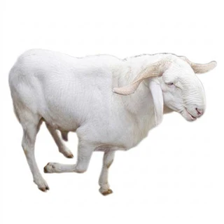 Live Ram (Agbo ram)