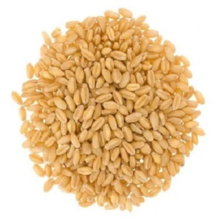 Wheat 